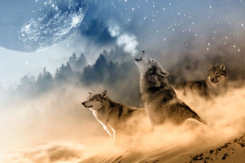 Wolves Wolf Howling Moon Stars Night Wild